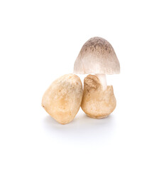 Straw mushroom on white background
