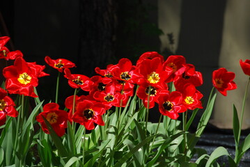 red and yellow tulips in a garden