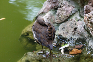 Small bird in the lake