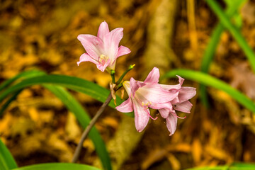 A close up of a white and pink Azalea in the tropical garden above the city of Funchal Madeira with...