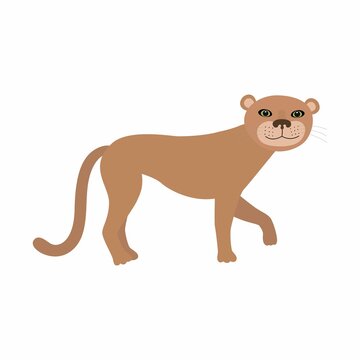 Puma cougar or mountain lion. Vector illustration isolated on white background.