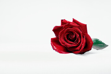 red rose with drops on white background, valentine day post card, romantic desktop wallpaper, mover's day