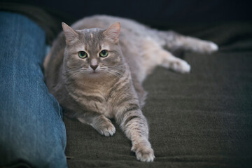Cute fluffy gray tabby cat with beautiful green eyes resting on a couch, looking at the camera.
