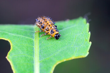 Naklejka premium Leaf beetles inhabit wild plants in North China