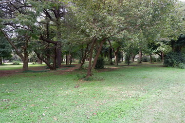 所沢航空記念公園の芝生と木