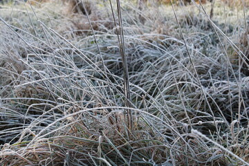 Morning frost