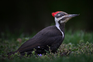 Female Pileated Woodpecker Looking Up Whilst Foraging for Bugs In Pottersville, NJ, USA