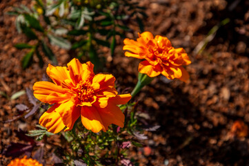 Meadow flower marigold orange color in the summer field. Nature landscape. Tender green background