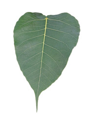 Bodhi tree leaf isolated on white background