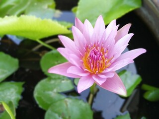 A single pink water lily in the aquatic garden.