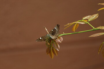 butterfly on a leaf