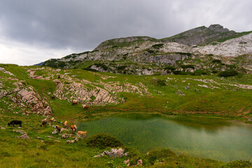Fototapeta na wymiar Mountain landscape with a lake and cows. Austria Alps plateau, near Achensee austria