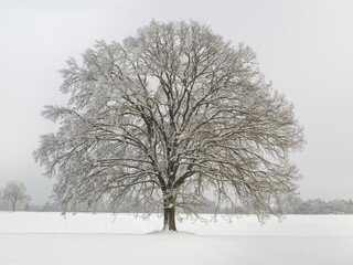 Fototapeta na wymiar single big old deciduous tree in meadow at cold winter day