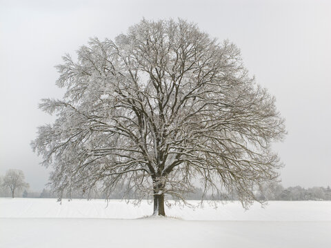 single big old deciduous tree in meadow at cold winter day