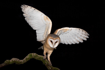 Ready to hunt, portrait of Barn owl (Tyto alba)