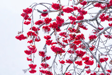 Fruits of Rowan or mountain-ash (Sorbus aucuparia), Corvara in Badia, Dolomites, Unesco World...