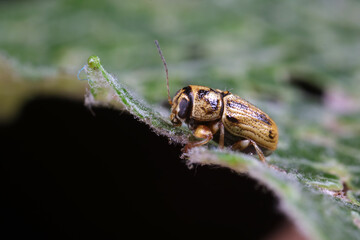 Leaf beetles inhabit wild plants in North China