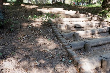国営武蔵丘陵森林公園の木と葉