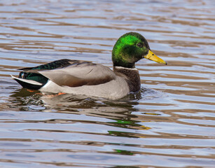 duck on the water