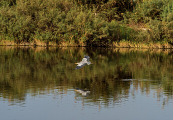 Naklejka na ściany i meble Grey Heron on a pond in an early autumn morning near Zikhron Ya'akov, Israel. 