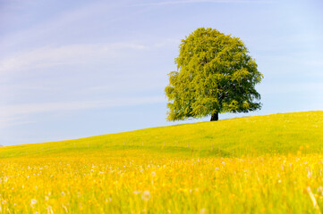 single big beech tree in field with perfect treetop