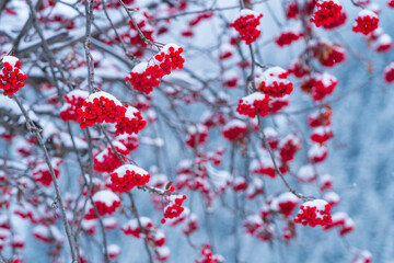 Fruits of Rowan or mountain-ash (Sorbus aucuparia), Corvara in Badia, Dolomites, Unesco World...