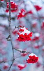 Fruits of Rowan or mountain-ash (Sorbus aucuparia), Corvara in Badia, Dolomites, Unesco World Heritage Site, Italy, Europe