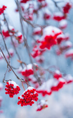 Fruits of Rowan or mountain-ash (Sorbus aucuparia), Corvara in Badia, Dolomites, Unesco World Heritage Site, Italy, Europe