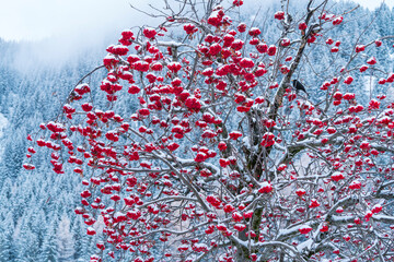 Fruits of Rowan or mountain-ash (Sorbus aucuparia), Corvara in Badia, Dolomites, Unesco World...