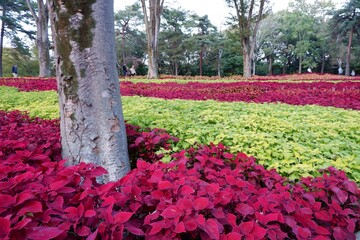 国営武蔵丘陵森林公園の木と葉
