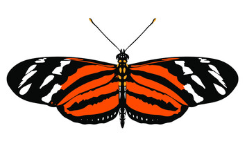 butterfly Eueides isabella isolated on white