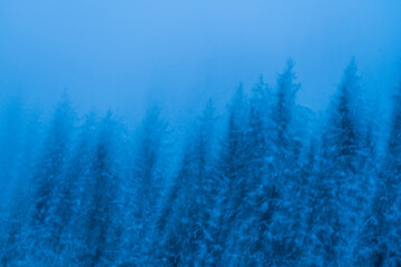 Coniferous forest in winter, Dolomites, Italy, Europe