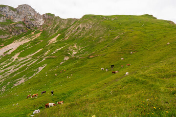 Fototapeta na wymiar The Cow on grass in mountain alps, austria europe