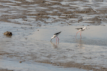 Black-winged Stilt on a pond in an early autumn morning near Zikhron Ya'akov, Israel. 