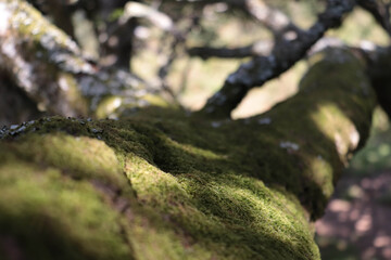 Musgo sobre árbol 