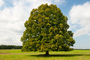 Fototapeta na wymiar single big old deciduous tree in meadow at springtime