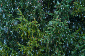 Snowing in the forest in autumn, Corvara in Badia, Dolomites, Unesco World Heritage Site, Italy, Europe