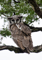 owl