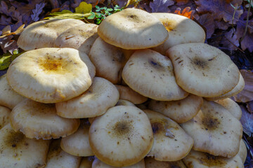 Beautiful closeup of forest mushrooms. Mushrooms photo, forest photo, forest background
