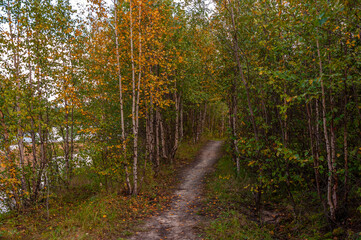Fototapeta premium Green forest with pines and trees and larch. Path through wood. Autumn on the north with blue sky above