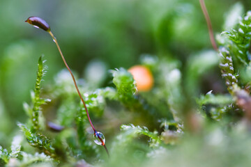 Forest green and moist moss sporophytes macro texture, with rain drops on and blurred pastel purple bokeh background, selective