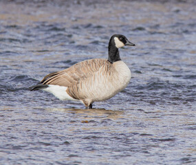 country goose branta canadensis