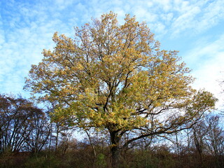 Herbstlich schöner Baum im Heckengäu bei Weissach