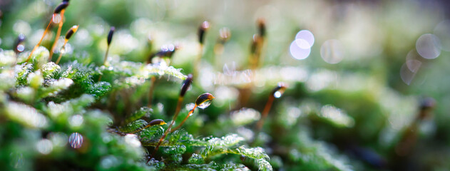 Forest green and moist moss sporophytes macro texture, with rain drops on and blurred pastel purple...