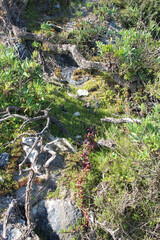 vegetation on kangaroo island (australia)