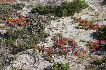 vegetation on kangaroo island (australia)