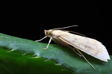 Moths inhabit plants in a natural state, North China Plain