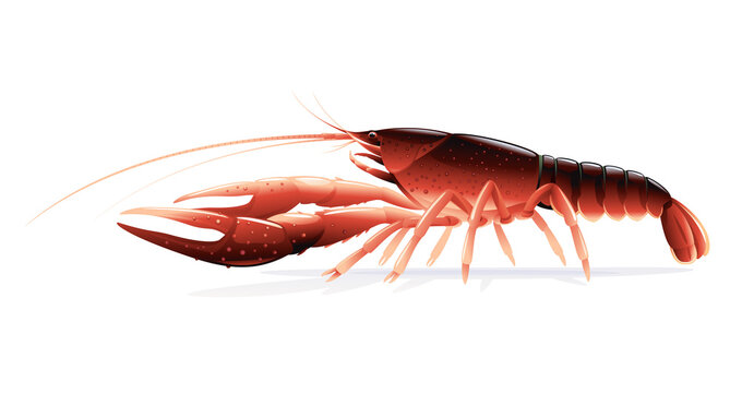 Realistic red swamp crayfish isolated illustration, one big freshwater North American crayfish on side view, Europe invasive species