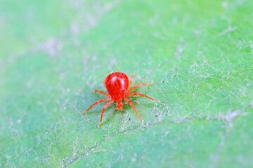 The red mite is found on wild plants in North China