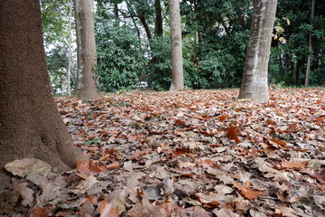清水公園の紅葉と木、落ち葉